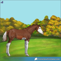 Horse Color:Chestnut Splash