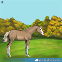 Horse Color:White Spotted Chocolate Palomino Dun Splash 