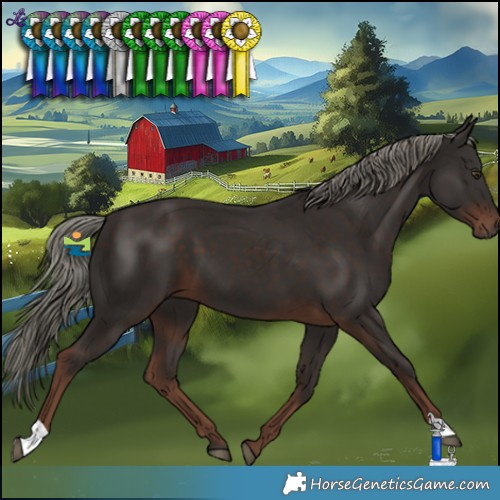 Horse Color:Liver Chestnut Mushroom 