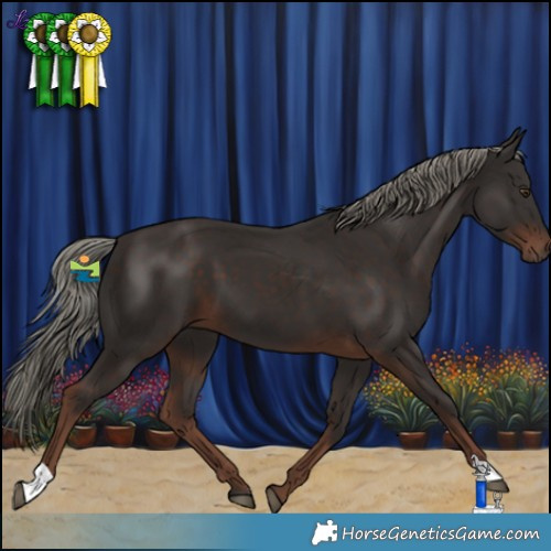 Horse Color:Liver Chestnut Mushroom 