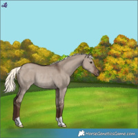Horse Color:Liver Red Dun Mushroom Rabicano