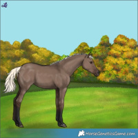 Horse Color:Liver Red Dun Mushroom 