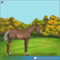 Horse Color:Chestnut Mushroom 