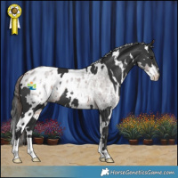 Horse Color:Bay Roan Sabino Blanket  and White Spotted Black 