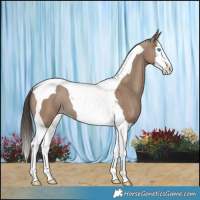 Horse Color:Classic Champagne Splash Tobiano 
