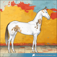 Horse Color:Buckskin Splash Tobiano Near Leopard 