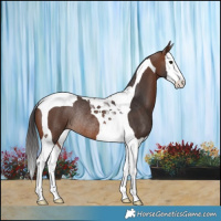 Horse Color:Brown Splash Tobiano Rabicano
