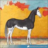 Horse Color:Smoky Black Splash 