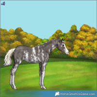 Horse Color:Liver Chestnut Mushroom Sabino