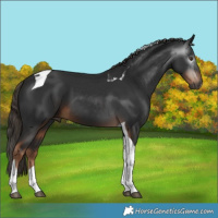 Horse Color:Gray Liver Chestnut Tobiano 