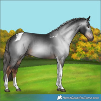 Horse Color:Gray Liver Chestnut Tobiano 