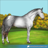 Horse Color:Gray Liver Chestnut Tobiano 