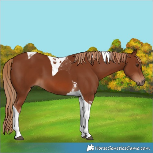 Horse Color:Chestnut Tobiano 