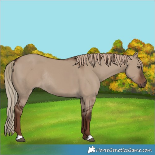 Horse Color:Liver Red Dun Rabicano 