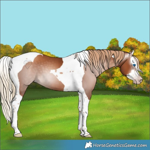 Horse Color:Gray Gold Champagne Splash Tobiano