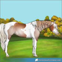 Horse Color:Gray Gold Champagne Splash Tobiano 