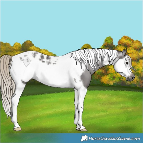Horse Color:Gray Silver Black Tobiano Frame