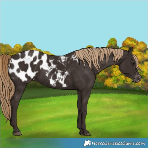 Horse Color:Liver Chestnut Appaloosa