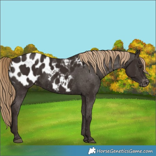 Horse Color:Liver Chestnut Appaloosa 