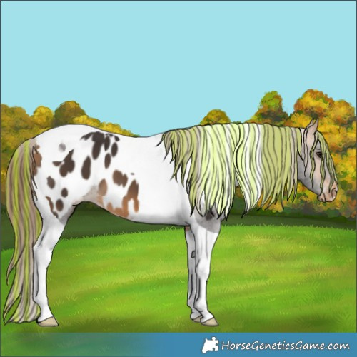 Horse Color:Painted Buckskin Tobiano Appaloosa