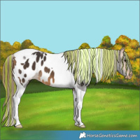Horse Color:Painted Buckskin Tobiano Near Leopard