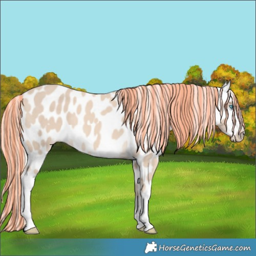 Horse Color:Painted White Spotted Cremello Appaloosa 