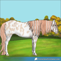 Horse Color:Painted White Spotted Cremello Leopard