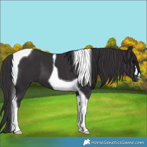 Horse Color:Smoky Black Tobiano 