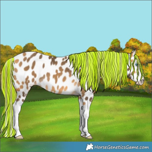 Horse Color:Painted White Spotted Buckskin Splash Appaloosa 