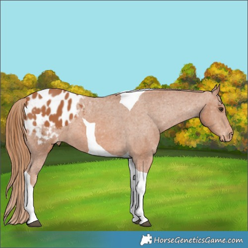 Horse Color:Chestnut Tobiano Appaloosa 