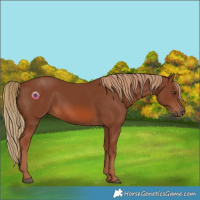 Horse Color:Chestnut Rabicano 
