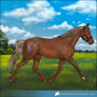 Horse Color:Chestnut 