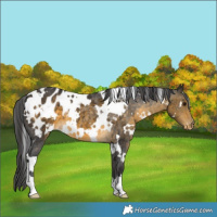 Horse Color:White Spotted Buckskin Blanket