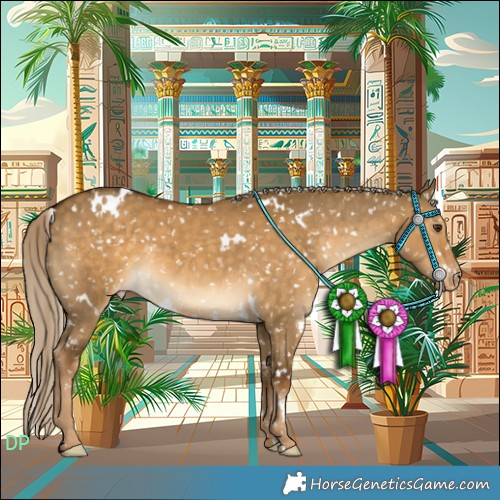 Horse Color:White Spotted Chocolate Palomino Dun Appaloosa 