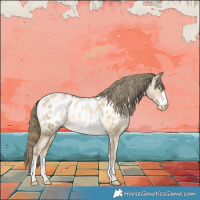 Horse Color:Buckskin Pearl Dun Appaloosa Brindle 