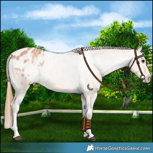 Horse Color:Red Dun Blanket  and Red Dun Blanket 