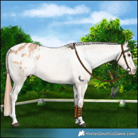Horse Color:Red Dun Blanket  and Red Dun Blanket 