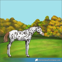 Horse Color:Liver Chestnut Tobiano Appaloosa Rabicano