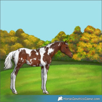 Horse Color:White Spotted Silver Brown Tobiano Rabicano 