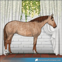 Horse Color:Red Dun and Red Dun