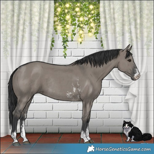 Horse Color:Grullo Sabino Rabicano