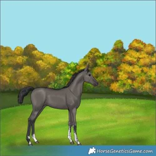 Horse Color:Grullo Sabino Rabicano 