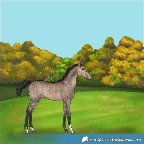 Horse Color:Brown Dun and Brown Dun