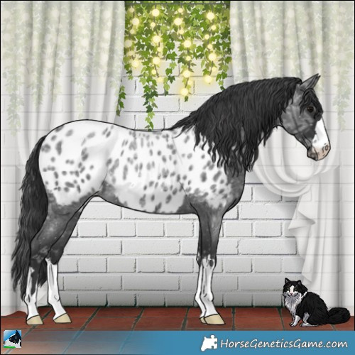 Horse Color:Blue Ice Roan Appaloosa 