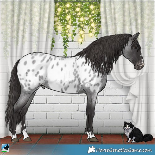 Horse Color:Smoky Blue Roan Appaloosa 