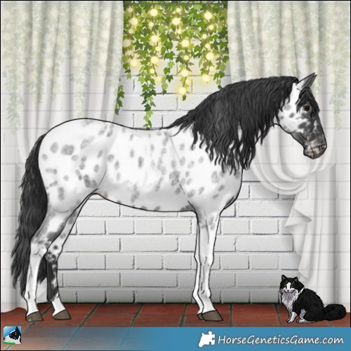 Horse Color:Blue Roan Tobiano Appaloosa 