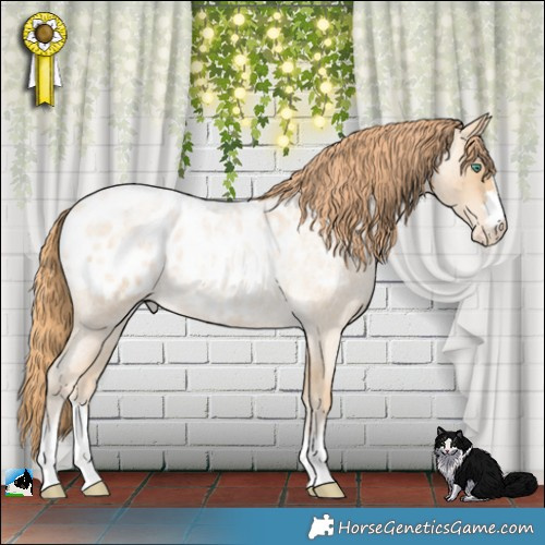 Horse Color:Smoky Blue Roan Pearl Appaloosa 