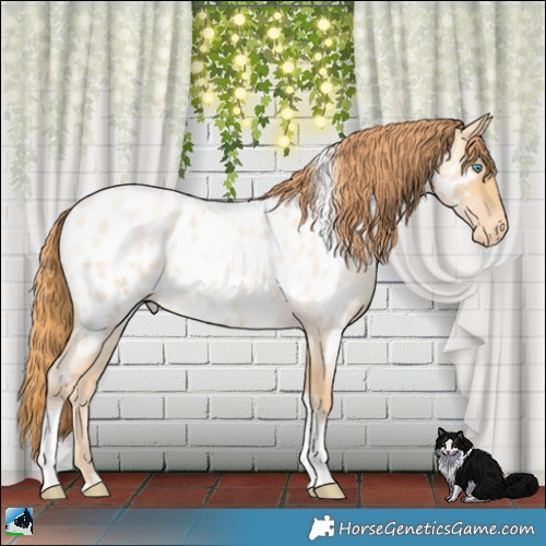 Horse Color:Buckskin Roan Pearl Tobiano Appaloosa 