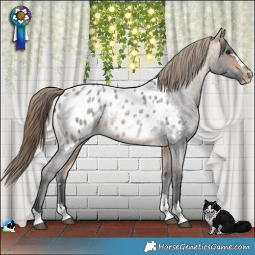 Horse Color:Buckskin Roan Appaloosa