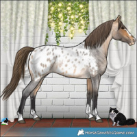 Horse Color:Buckskin Roan Appaloosa 